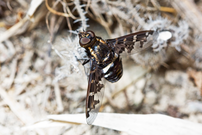 Exoprosa jacchus ?